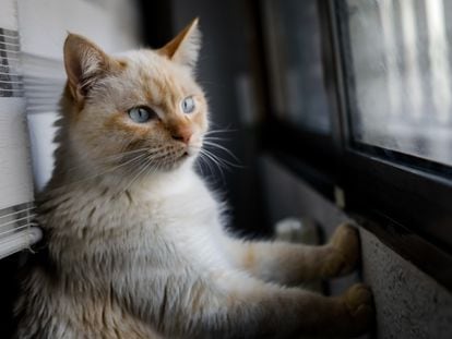 Un gato mira por la ventana desde el interior de una vivienda en Madrid, el pasado abril.