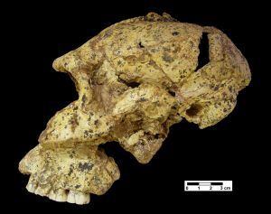 Cráneo de `Paranthropus robustus´, homínido de hace 1,8 millones de años hallado en Sudáfrica.