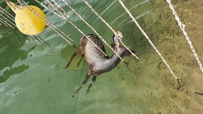 Animal ahogado en un tramo del canal del trasvase Tajo-Segura.