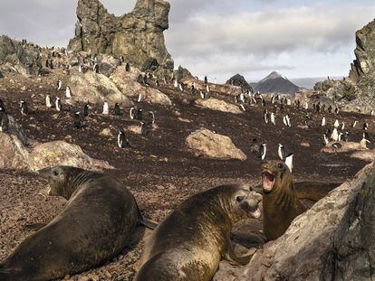 Leones marinos y pingüinos en Sally Rocks, en las cercanías de la bahía Sur de la isla Livingston.
