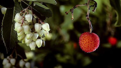 Flores y un fruto de un madroño.