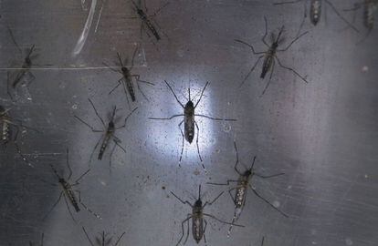 Mosquitos Aedes aegypti, transmisores del virus del zika, en un laboratorio 