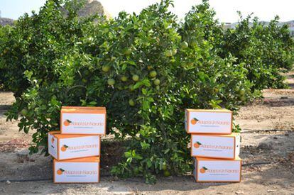 Adopta un Naranjo ofrece apadrinar 1.400 de estos frutales, plantados en una finca situada en Antas, pueblo del Levante almeriense.