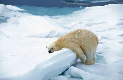Un oso polar en el ártico.