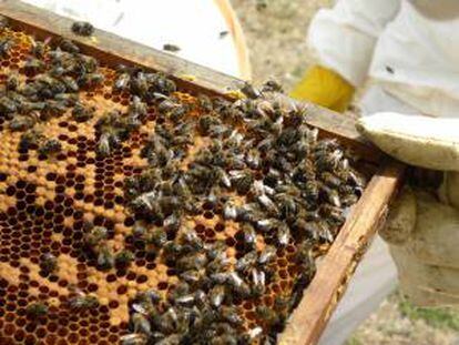 Un panal de abejas reina que está siendo manipulado. EFE/Archivo