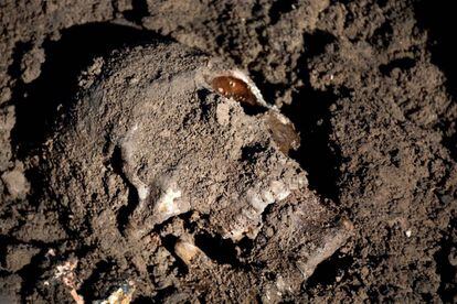 Cráneo de un yazidí víctima del ISIS en Irak.