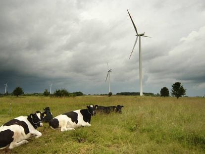 Vacas en el parque eólico de Suwałki (Polonia).