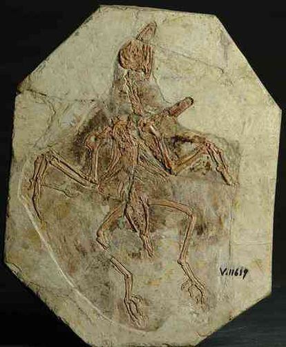 Fósil de <i>Confuciusornis</i>, de hace 125 millones de años