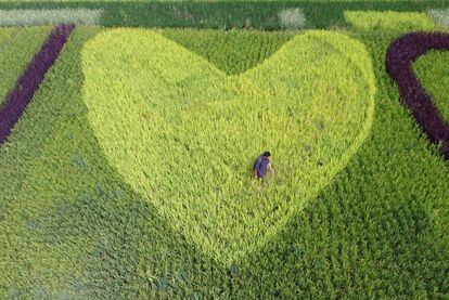 Un camperol en un camp d'arròs que ha estat sembrat amb la forma d'un cor a Taizhou, província de Zhejiang, a la Xina.