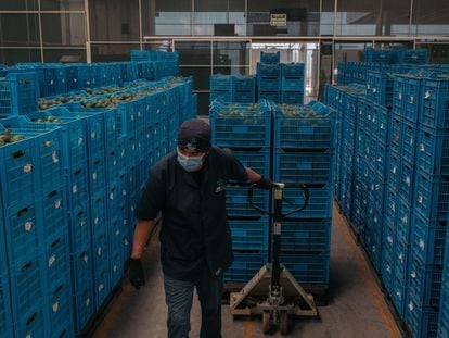 Un trabajador mueve huacales con aguacates en una empacadora en Peribán (Estado de Michoacán), en septiembre de 2021.