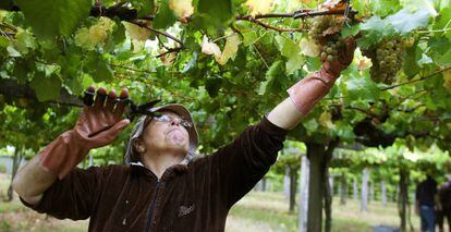 Una mujer durante la vendimia de Bodegas La Val, una de las marcas pioneras de la Denominaci&oacute;n de Origen R&iacute;as Baixas.