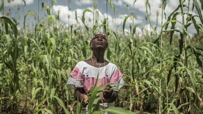 Pascaline Sawadogo, de 59 años, pertenece a una familia agricultora del centro de Burkina Faso. El cambio climático ha cambiado los patrones de lluvia y pone en riesgo su cosecha.