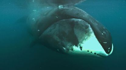 A pesar de tener 1.000 veces más células que un humano, la ballena boreal no presenta una mayor incidencia de cáncer. Loke Film y Adam Schmedes/Cell Reports 2015