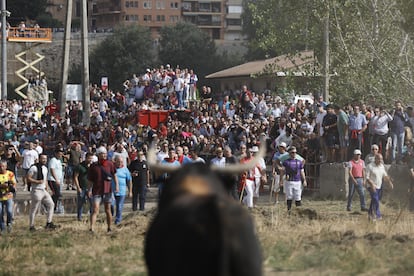 El Toro de la Vega frente a la multitud en Tordesillas. 