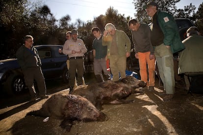 Tres jabalíes cazados en 2011 en Collserola en una batida autorizada.