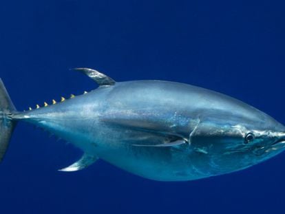 Una tonyina d'aleta blava del Pacífic a l'aquari de Monterrey (EUA).