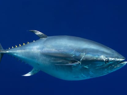 Una tonyina d'aleta blava del Pacífic a l'aquari de Monterrey (EUA).