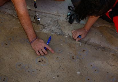 El equipo de trabajo rodea con pintura de cera los hallazgos fósiles de la capa descubierta durante el día. En esta capa en concreto predomina la aparición de restos fósiles de cangrejos. 