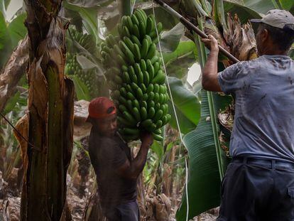 Dos agricultores llenos de ceniza recogen las piñas de plátanos en Tazacorte, La Palma.