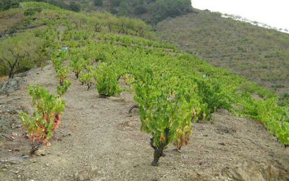 Viñedo en la región vitícola del Priorato (Tarragona).