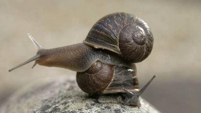 El caracol ‘Jeremy’ (arriba), con la espiral de su concha girada a la izquierda y ‘Theresa’ (abajo), con la espiral normal en los moluscos.