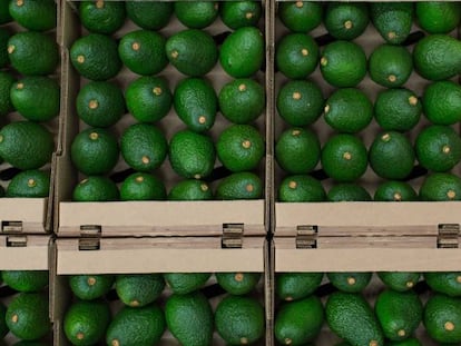 Cajas de aguacates, en una imagen de archivo.