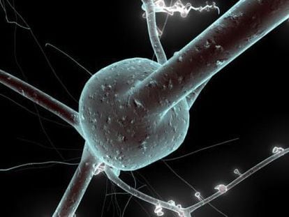 En la imagen, un modelo 3D de neurona reconstruido a partir de datos de laboratorio
