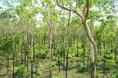 La sabana australiana (en la imagen), de &Aacute;frica y el Cerrado amaz&oacute;nico est&aacute;n reverdeciendo, compensando la deforestaci&oacute;n de la selva tropical.
