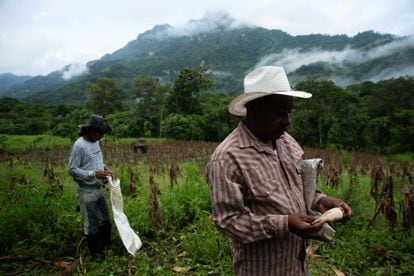 Dos hombres en Misantla (Estado de Veracruz) cosechan maíz en julio de 2021.
