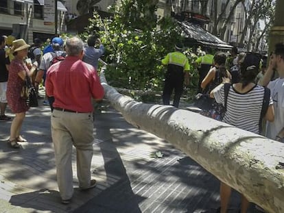 Un plàtan caigut a les Rambles.