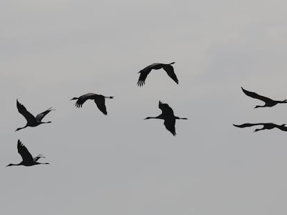 Grullas en vuelo.