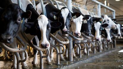 Una explotación de vacas para productos lácteos en Caledon (Canadá).