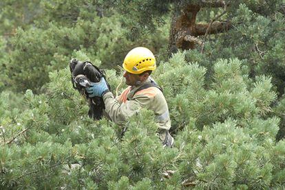 Un agente forestal coge del nido a la cría en la copa del pino.