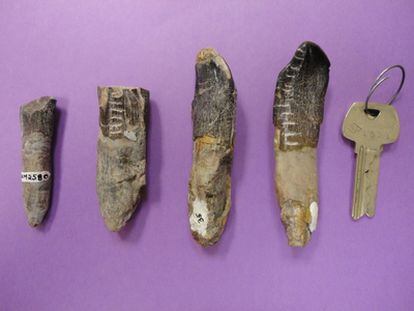 Dientes de dinosaurios del Dinosaur National Monument (Utah) que se han analizado para descubrir qué y dónde comían y bebían estos animales, con una llave como indicador de tamaños.