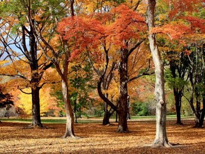 Arces en el Arnold Arboretum, de la Universidad de Harvard.