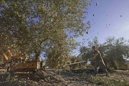 Un jornaleros trabajan en la recogida de la aceituna en Pi&ntilde;ar (Granada)