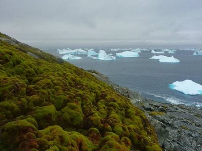 Banco de musgo en una ladera de Green Island, en el extremo de la pen&iacute;nsula ant&aacute;rtica.