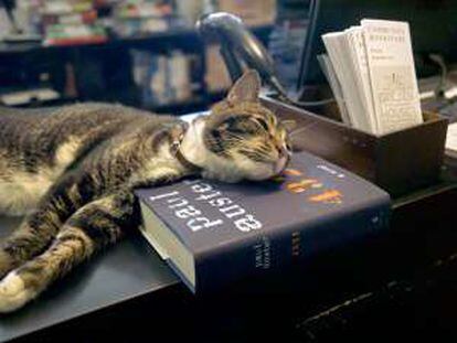 Un gato junto al último libro de Paul Auster en Community Bookstore, en Brooklyn.