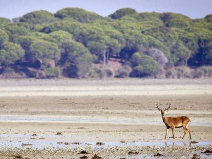 Un ciervo paseando por la marismas del Parque Nacional de Do&ntilde;ana.