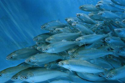 Salmones en una piscifactoría.