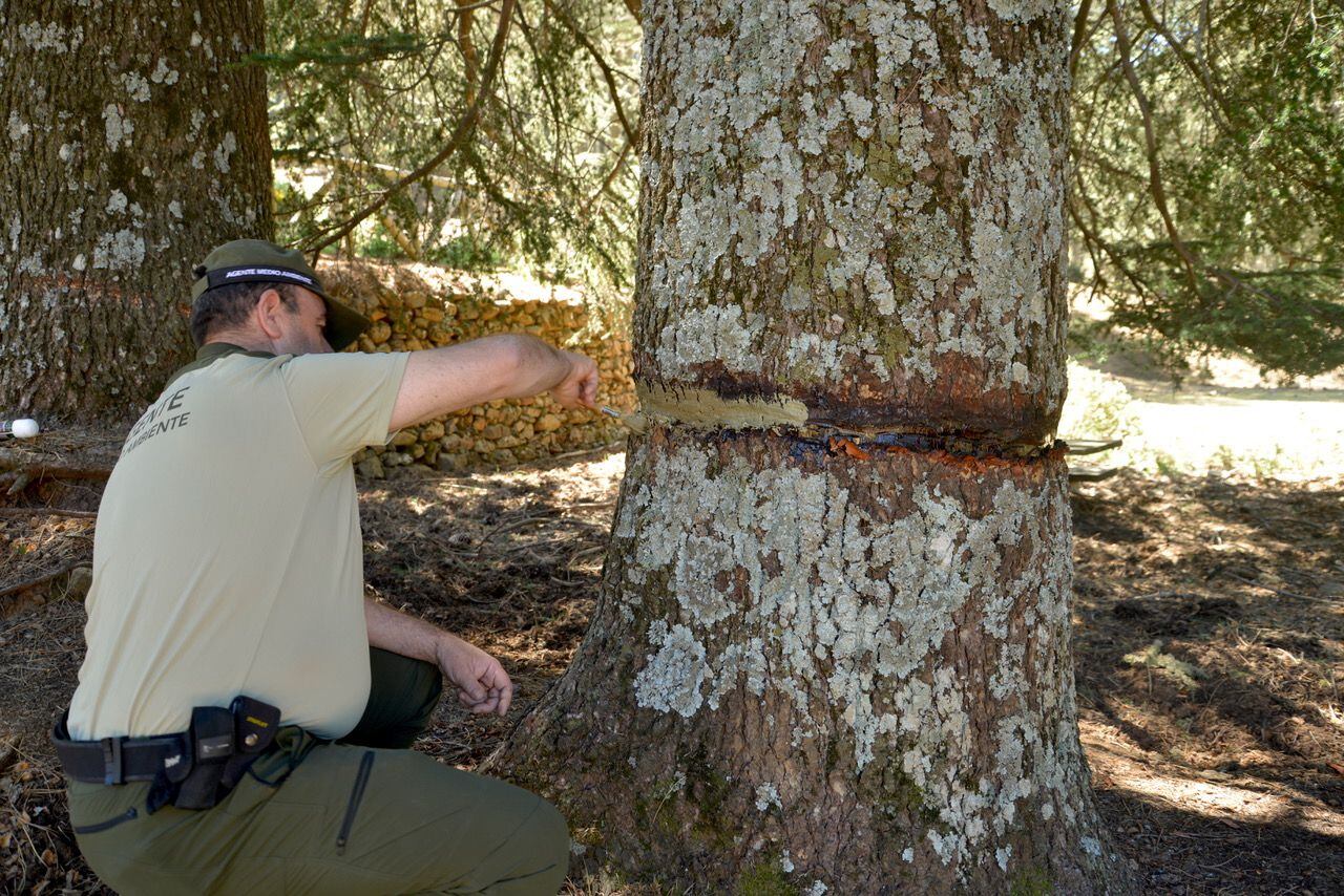 Un agente de Medio Ambiente de la Junta de Andalucía aplica un producto cicatrizante en uno de los árboles afectados.