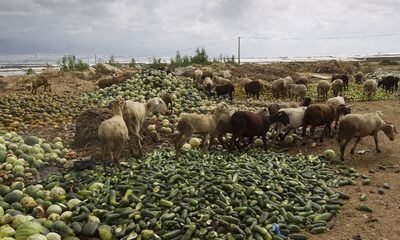 Los agricultores han arrojado a las cabras los pepinos que no pueden exportar.
