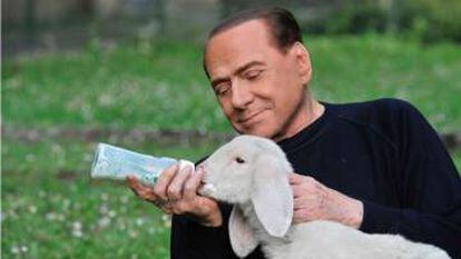 Silvio Berlusconi, que ha abrazado el animalismo en los últimos tiempos, amamanta a un cordero lechal con un biberón.