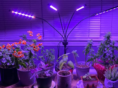 Plantas artificiales de tamaño XS, la tendencia de decoración a la que  sumarte con poco presupuesto