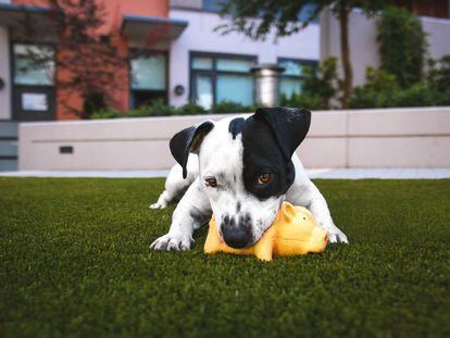 Las formas animales a menudo son recurrentes en los juguetes para perros.