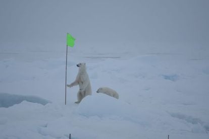 Dos osos polares merodean el campamento de la expedición MOSAIC en al Ártico, el pasado 28 de agosto.