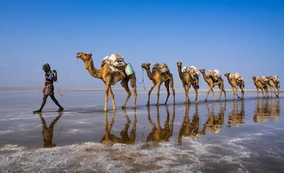 Caravana de camellos en la depresión de Danakil, en Etiopía.