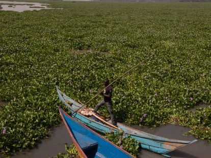 Un pescador maniobra entre jacintos de agua, una planta invasiva que está acabando con el pescado en la sección keniana del lago Victoria.