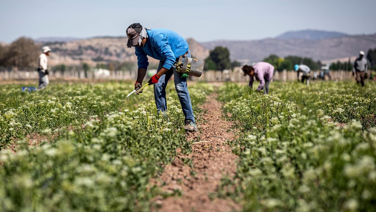 Paro: El Mercado Laboral Alcanza El Récord De 20,8 Millones De Ocupados ...