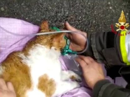 Las imágenes de la reanimación de dos gatos por los bomberos de Turín.